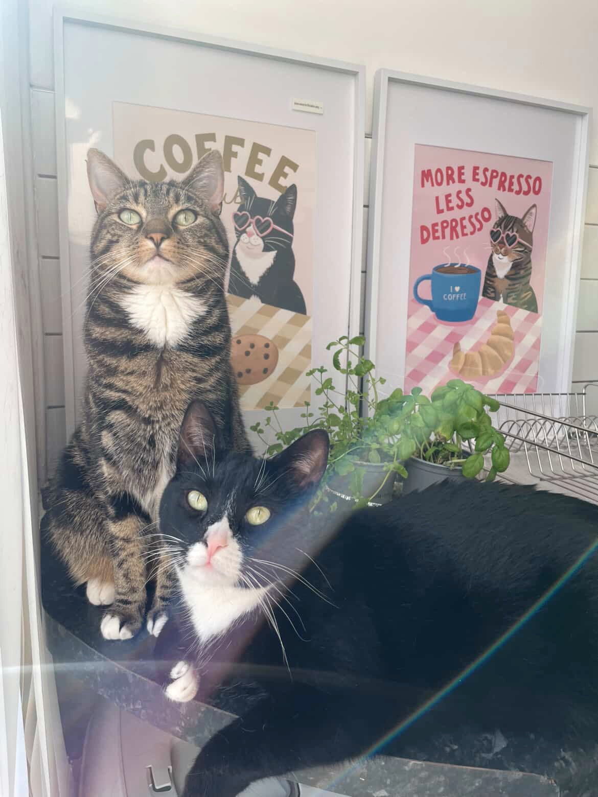 Coffee cat print set with tabby and black-and-white cat portraits on framed art