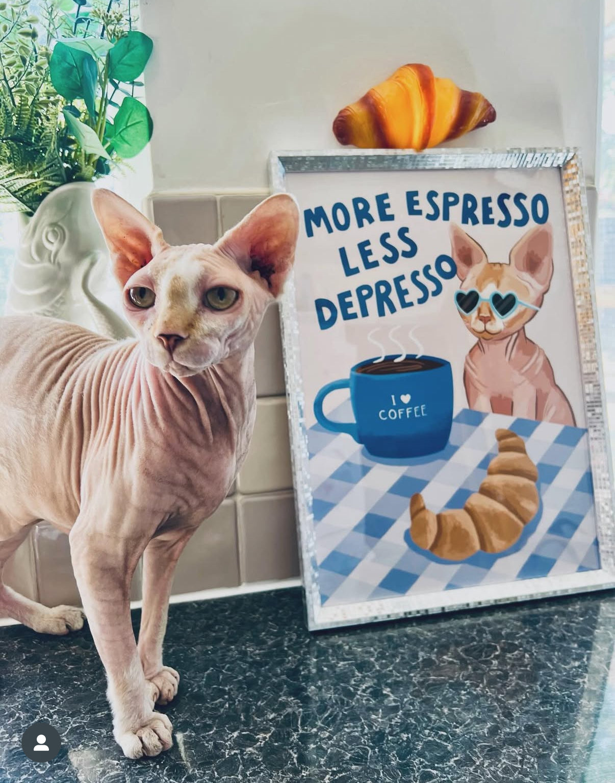 Coffee cat print with Sphynx cat pose, “MORE ESPRESSO LESS DEPRESSO” text